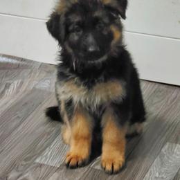 Black - Black and red female German Shepherd puppy in Spring Hill, Florida from Iron Crest Shepherds