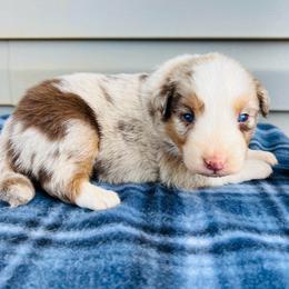 Rusty - Red merle male Australian Shepherd puppy in Charlotte, North Carolina from Awesome Aussies