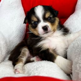 Chris Cringle - Black tri male Miniature American Shepherd puppy in Tonasket, Washington from V5 Aussies