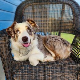 Rip - Australian Shepherd