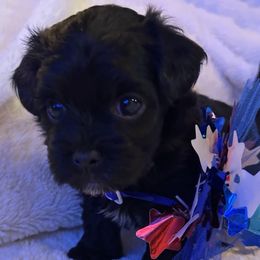 Queen Cleopatra - Black and white female Havanese puppy in North Richland Hills, Texas from A Royal Havanese Court