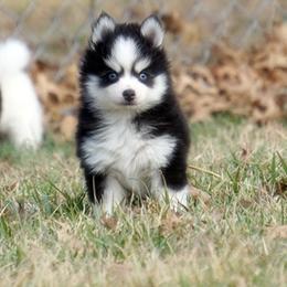 Chevy blue eyed boy - Black and white male Pomsky puppy in Frazeysburg, Ohio from Mountain High Kennels