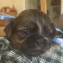 Sugarplum - Chocolate female Shih Tzu puppy in Jasper, Georgia from Tiny Bubbles Shih Tzus