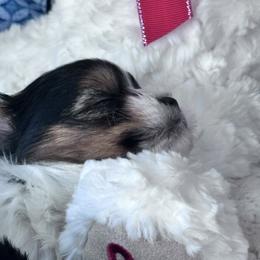 Biewer Terrier Puppies from Rebecca Urban