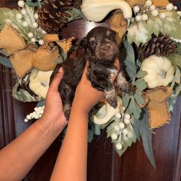 Moe - Liver male Miniature Schnauzer puppy in San Antonio, Texas from Genesis Tiny Schnauzers