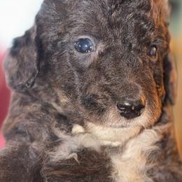 Boy 4 - Merle male Goldendoodle puppy in Holly, Colorado from Vida’s Loving Doodles