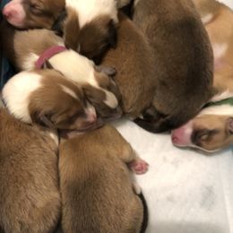Collie Puppies from Highland Moor Kennel