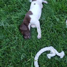 German Shorthaired Pointer Puppies from Cozy's GSPs
