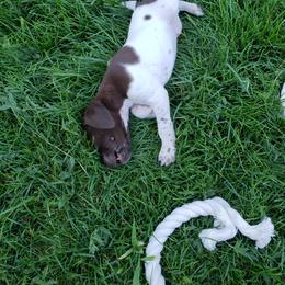 German Shorthaired Pointer Puppies from Cozy's GSPs