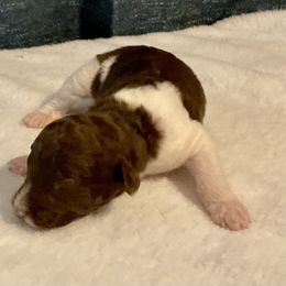 Parti boy - male Golden Mountain Doodle puppy in Blue Springs, Missouri from Jeanie’s Doodles