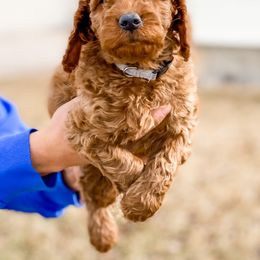 Cavapoo and Goldendoodle Puppies from A2Z Doodles