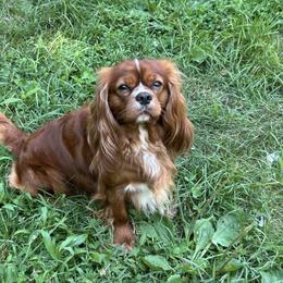 Rowan - Cavalier King Charles Spaniel