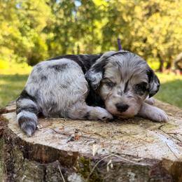 Margarita - Blue merle female Aussiedoodle puppy in Mulino, Oregon from Korbella Farm