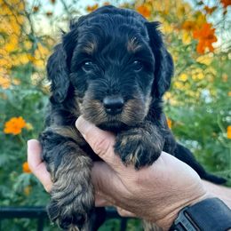 Thor - Phantom male Bernedoodle puppy in Rock Hill, South Carolina from LolliPop Farms