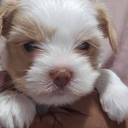 Orian - Parti male Yorkshire Terrier puppy in Atlanta, Georgia from Royal Beauties Yorkies of Atlanta