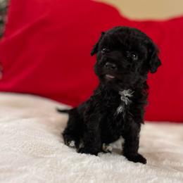 Twinkle - Black female Assorted Doodle Crosses puppy in Stuart, Virginia from Lil Aussie Posse