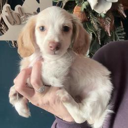Noodle cream dapple 3000 - Cream female Dachshund puppy in Brandon, Florida from Knights Dachshunds