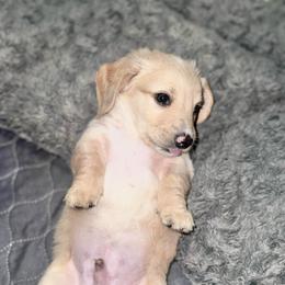 Yeti - Cream male Dachshund puppy in Hornbeck, Louisiana from A&Z Mini Dachshunds
