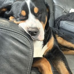 Greater Swiss Mountain Dog All Grown Up from Bugyal Kennel