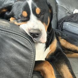 Greater Swiss Mountain Dog All Grown Up from Bugyal Kennel