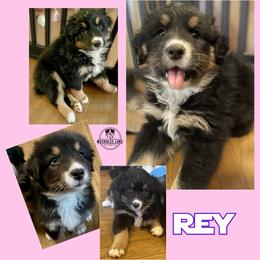 Rey - Black tri-color female Australian Shepherd puppy in Albany, Georgia from Muckalee Lane Aussies
