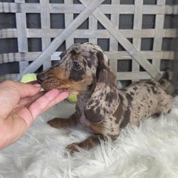 Chocolate and tan dapple guy - Dapple male Dachshund puppy in Austin, Colorado from Colorado Mini Dachshunds & Mini Pomskies