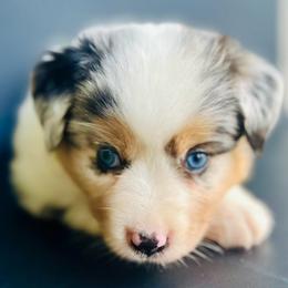 Chloe - Blue merle female Miniature Australian Shepherd puppy in Luling, Texas from Little Wood Toy and Mini Aussies