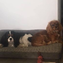 Cavalier King Charles Spaniels from Lakeview Cavaliers