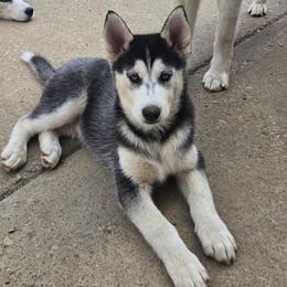 Pepper - Black and white male Siberian Husky puppy in Nashville, Tennessee from Love My Paws