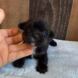 Luca - Black and tan male Yorkshire Terrier puppy in Howe, Oklahoma from Ray Holder