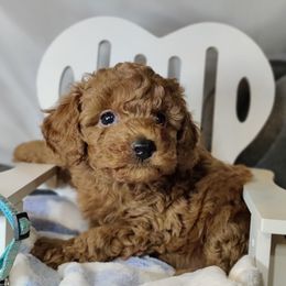 Clove: OFA and CHIC certified parents - Red  male Poodle puppy in Westfield, North Carolina from Legacy Pets