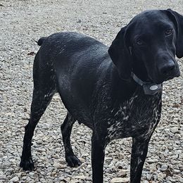 Messi - German Shorthaired Pointer