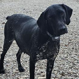 Messi - German Shorthaired Pointer