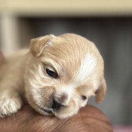 Maltese, Pomeranian, Shih Tzu, and Yorkshire Terrier Puppies from Gibbs Gorgeous Paws LLC