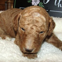 Goldendoodle and Poodle Puppies from David & Patricia Elliott