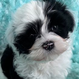 Ranger (Beseme's Fighting for Justice) - Black and white male Havanese puppy in Salt Lake City, Utah from Beseme Havanese