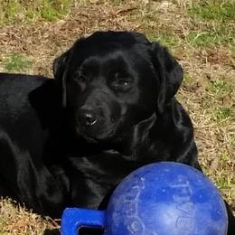 Labrador Retrievers from Sandra Wolfe's Labrador Retreivers