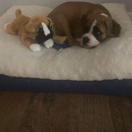 Boxer Puppies from Boxer Blessings Kennel