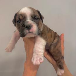 Hank - Brindle male Bulldog puppy in Dix Hills, New York from Mansi Bulldogs