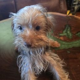 Brownie - Chocolate and tan male Yorkshire Terrier puppy in Lebanon, Kentucky from Mosaic Merle Doodles