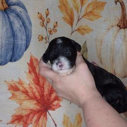 Clove - Black and white female Sheepadoodle puppy in Austin, Texas from Darling Doodles