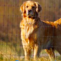 Ember - Golden Retriever