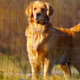 Ember - Golden Retriever