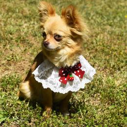 Treasure - Chihuahua