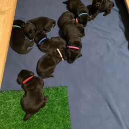 Labrador Retriever Puppies from Corner Crest Labs