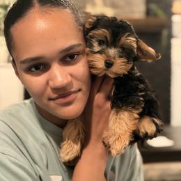 Old English Sheepdog, Poodle, Sheepadoodle, and Yorkipoo Puppies from Love Tallulah Sheepadoodles LLC