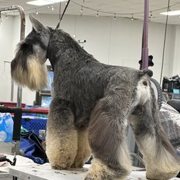 Marvin - Miniature Schnauzer