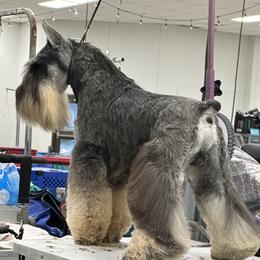 Marvin - Miniature Schnauzer