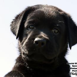 Special's White Collar - Black female Labrador Retriever puppy in Point, Texas from Lakylu Kennels