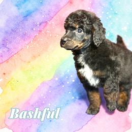 Bashful - Phantom male Poodle puppy in Pink Hill, North Carolina from Boodle's Standard Poodles
